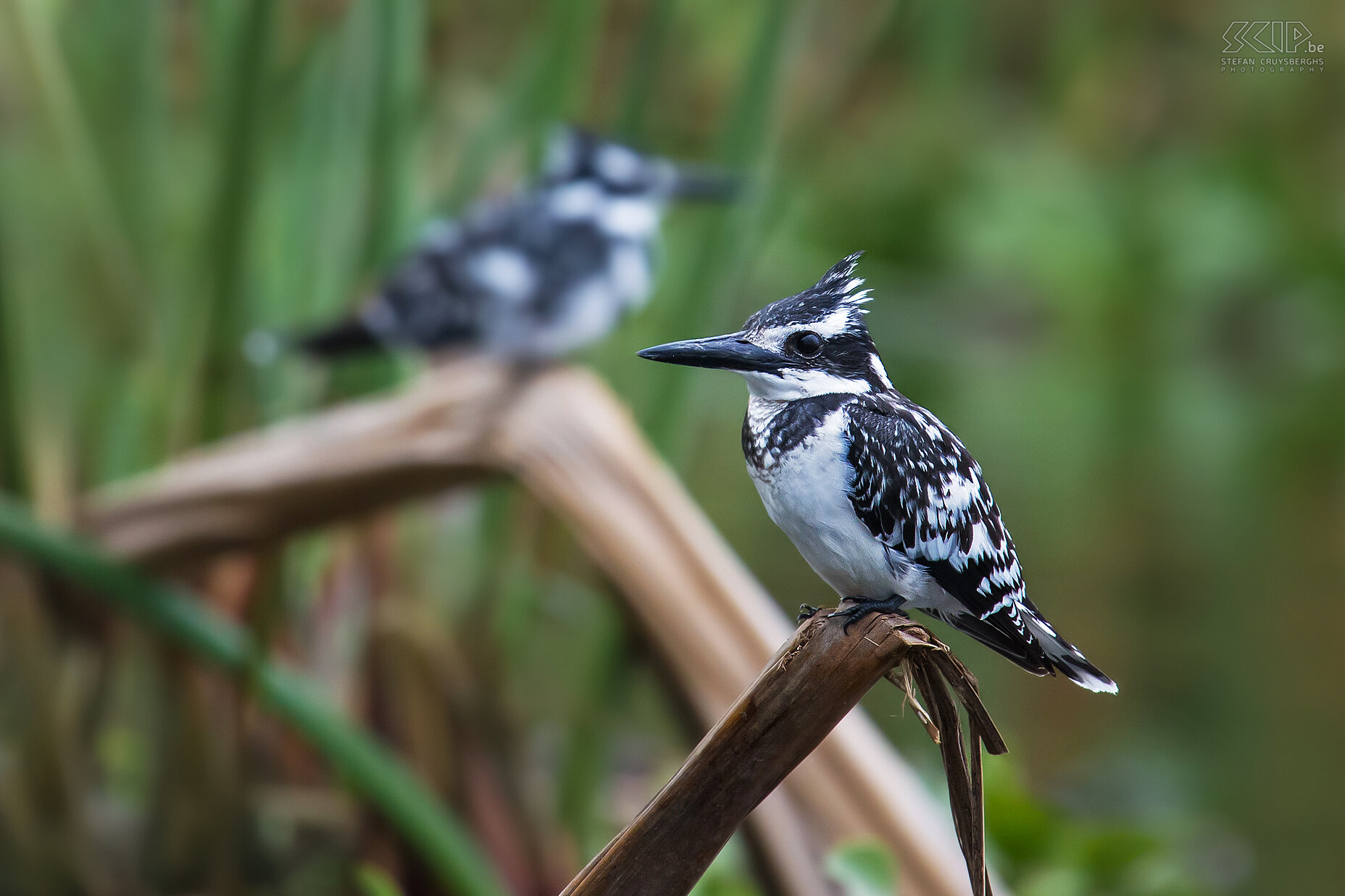 Lake Naivasha - Bonte ijsvogels Een koppeltje ijsvogels. De bonte ijsvogel (Pied kingfisher, Ceryle rudis) heeft zwart en wit verenkleed. Stefan Cruysberghs